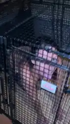 bdsm-humiliation